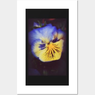 Pansy Glow Posters and Art